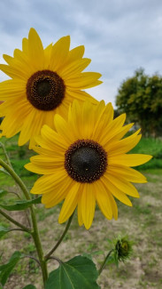 Sonnenblumen